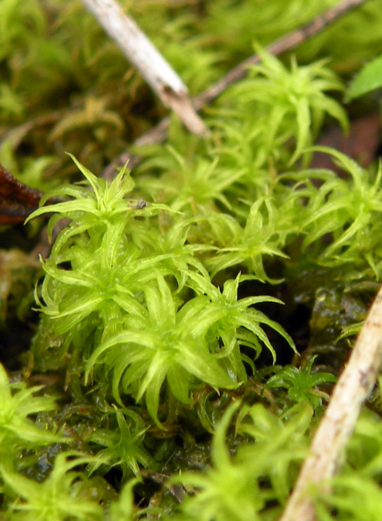 Usando le chiavi di Dryades: Rhodobryum ontariense?